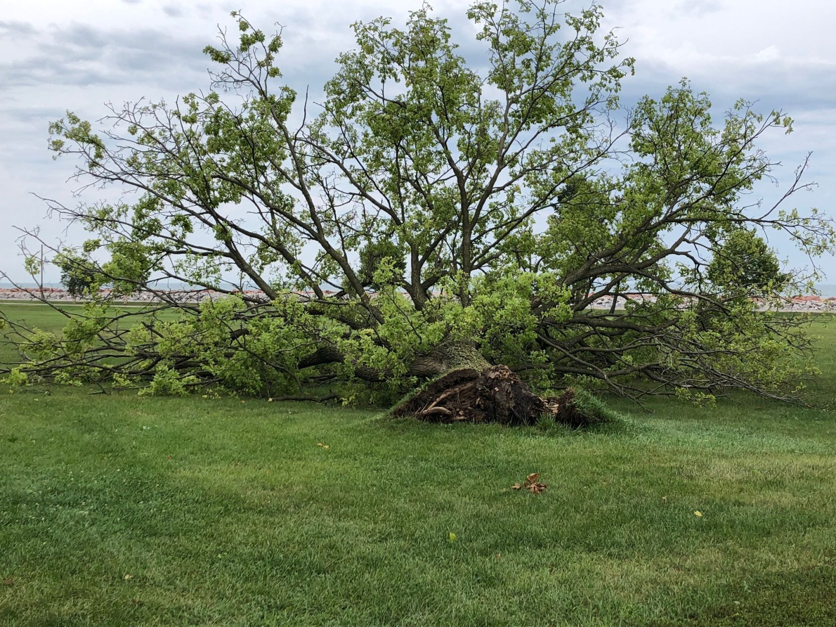 Uprooted tree
